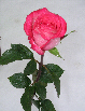 Roses46T.jpg"