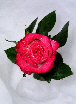 Roses47T.jpg"