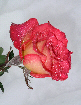 Roses48T.jpg"