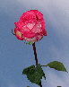 Roses49T.jpg"