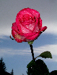 Roses50T.jpg"