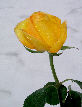 Roses51T.jpg"