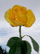 Roses52T.jpg"