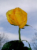Roses53T.jpg"