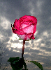 Roses55T.jpg"
