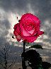 Roses56T.jpg"