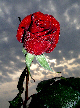 Roses57T.jpg"