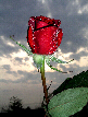 Roses58T.jpg"