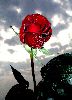 Roses59T.jpg"