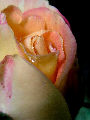 Roses5T.jpg"