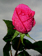 Roses60T.jpg"