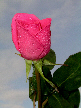 Roses61T.jpg"