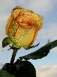 Roses63T.jpg"