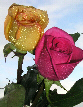 Roses64T.jpg"