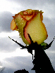 Roses65T.jpg"