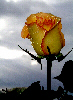 Roses66T.jpg"