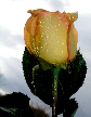 Roses67T.jpg"