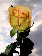 Roses68T.jpg"
