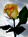 Roses70T.jpg"