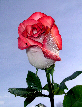 Roses71T.jpg"