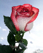 Roses72T.jpg"