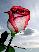 Roses73T.jpg"