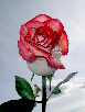 Roses74T.jpg"