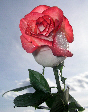 Roses75T.jpg"