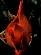 Roses8T.jpg"