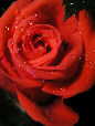 RosesT.jpg"