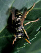 Wasp1T.jpg"