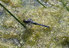 dragonfly10x.jpg"