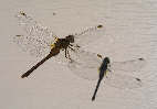 dragonfly3x.jpg"