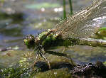 dragonfly7x.jpg"