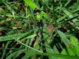 dragonfly8x.jpg"