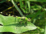 dragonfly9x.jpg"