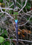 dragonflyx.jpg"