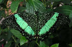 emeraldswallowtail2x.jpg"