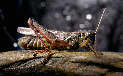 grasshopper11x.jpg"