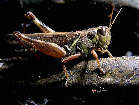 grasshopper13x.jpg"