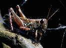 grasshopper15x.jpg"