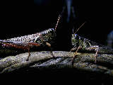 grasshopper6x.jpg"