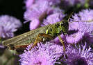grasshopper8x.jpg"