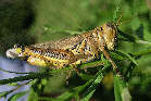 grasshopper9x.jpg"