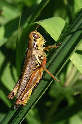 grasshopper20x.jpg"
