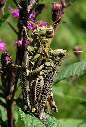 grasshopper21x.jpg"