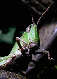 grasshopper2x.jpg"