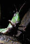 grasshopper3x.jpg"