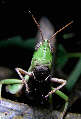 grasshopper4x.jpg"