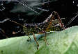 grasshopper7x.jpg"